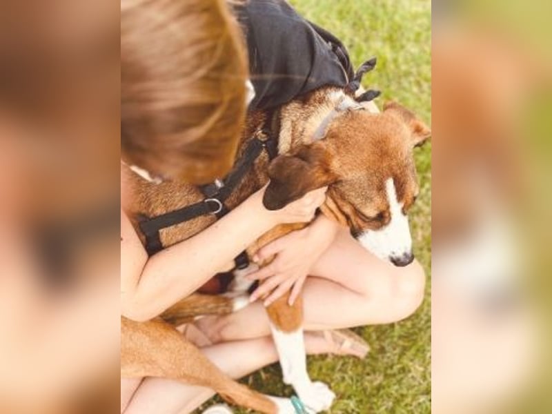 Terry - ein Herz auf 4 Pfoten sucht seine Familie