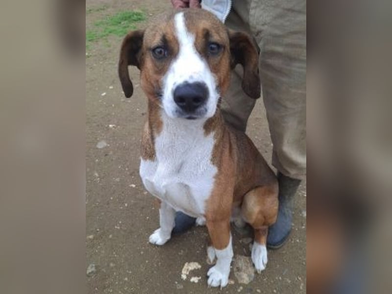 Terry - ein Herz auf 4 Pfoten sucht seine Familie
