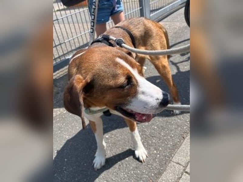 Terry - ein Herz auf 4 Pfoten sucht seine Familie