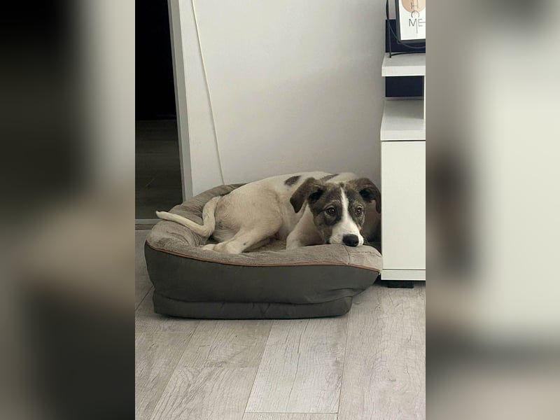 Goldiger Shiro sucht sein Zuhause