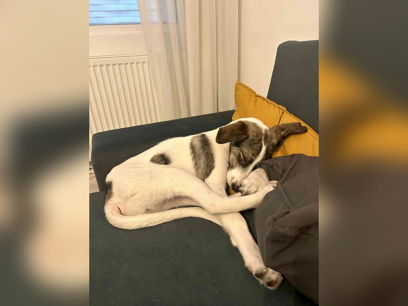 Goldiger Shiro sucht sein Zuhause