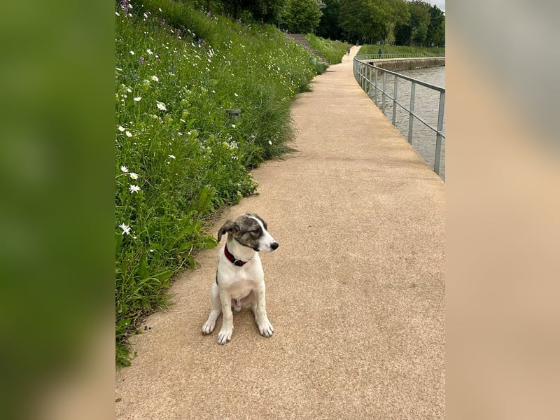 Goldiger Shiro sucht sein Zuhause