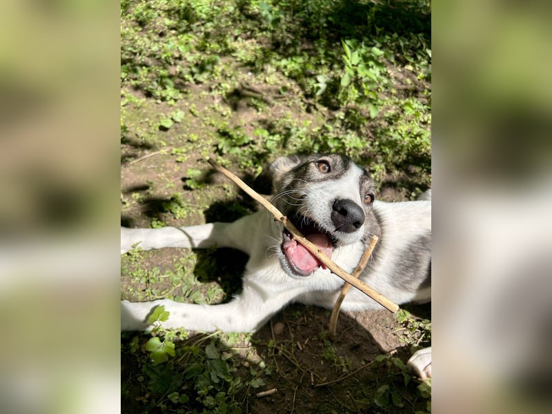 Goldiger Shiro sucht sein Zuhause