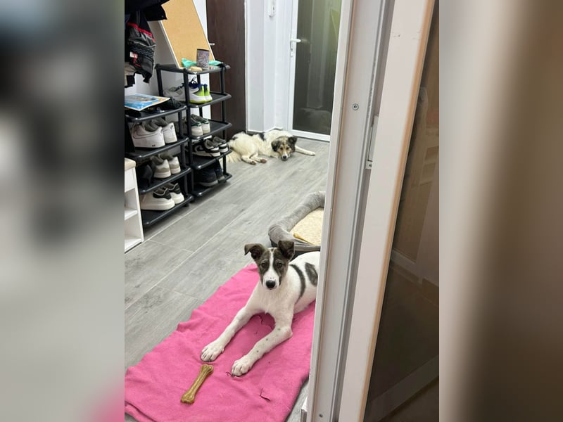 Goldiger Shiro sucht sein Zuhause