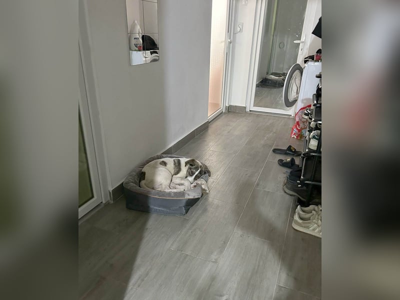 Goldiger Shiro sucht sein Zuhause
