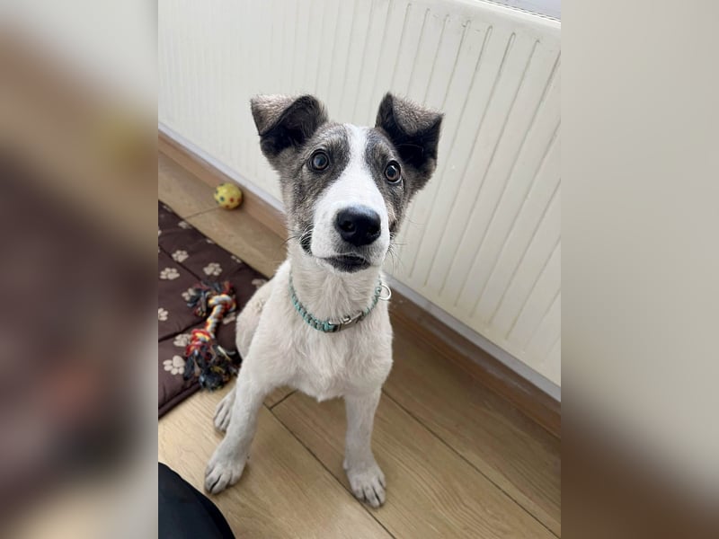 Goldiger Shiro sucht sein Zuhause