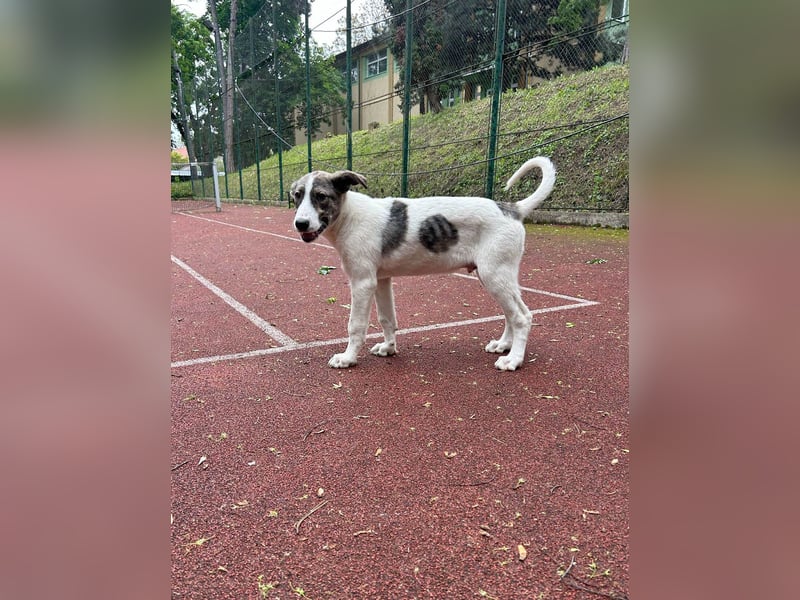 Goldiger Shiro sucht sein Zuhause