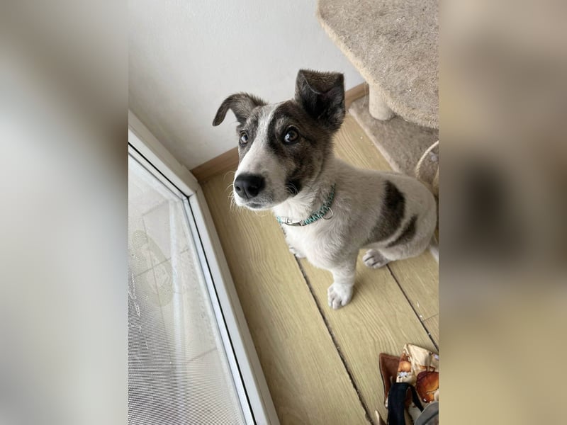 Goldiger Shiro sucht sein Zuhause