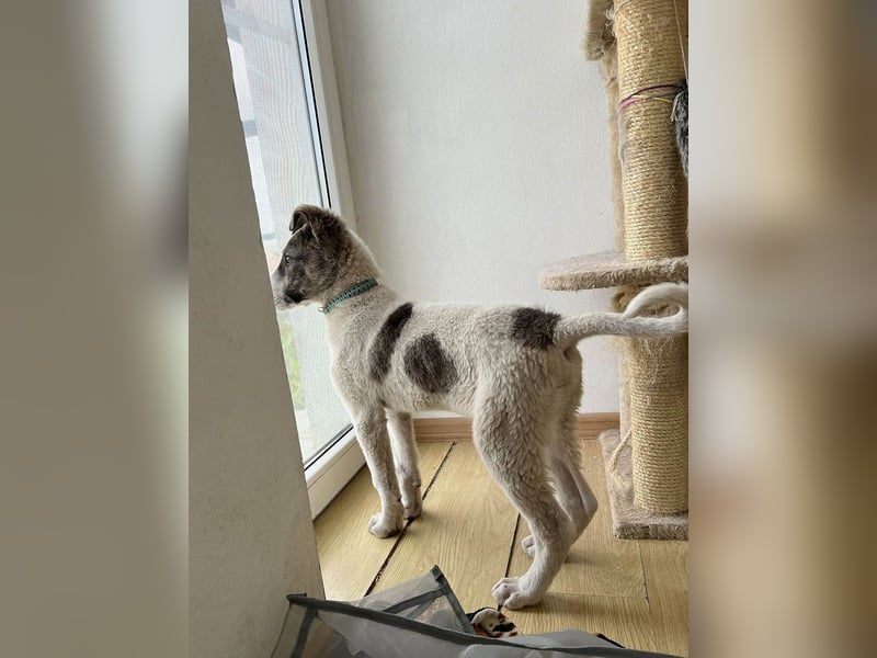 Goldiger Shiro sucht sein Zuhause