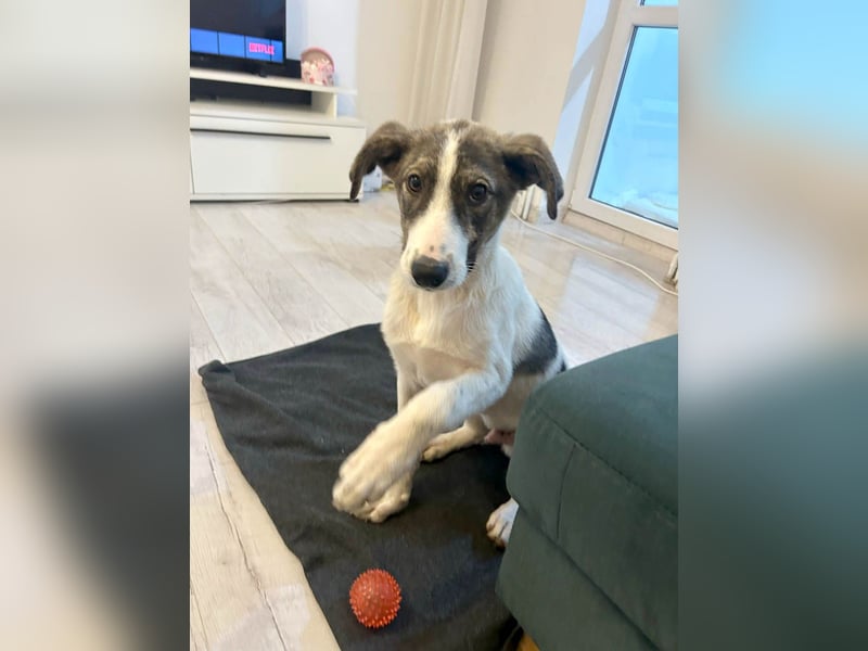 Goldiger Shiro sucht sein Zuhause