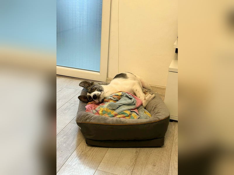 Goldiger Shiro sucht sein Zuhause