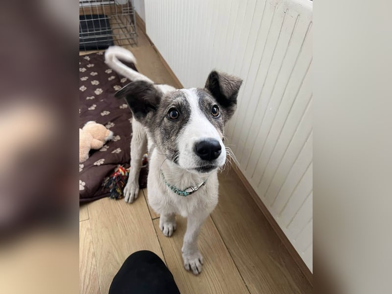 Goldiger Shiro sucht sein Zuhause