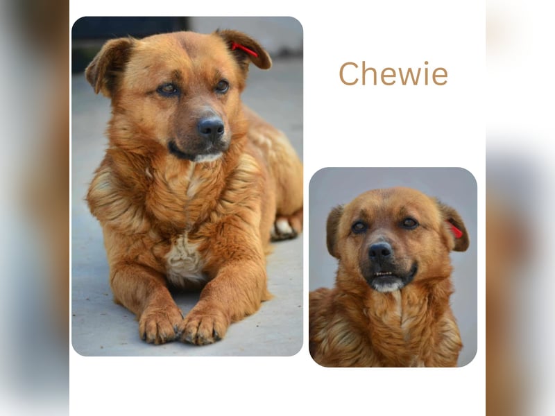 Chewie