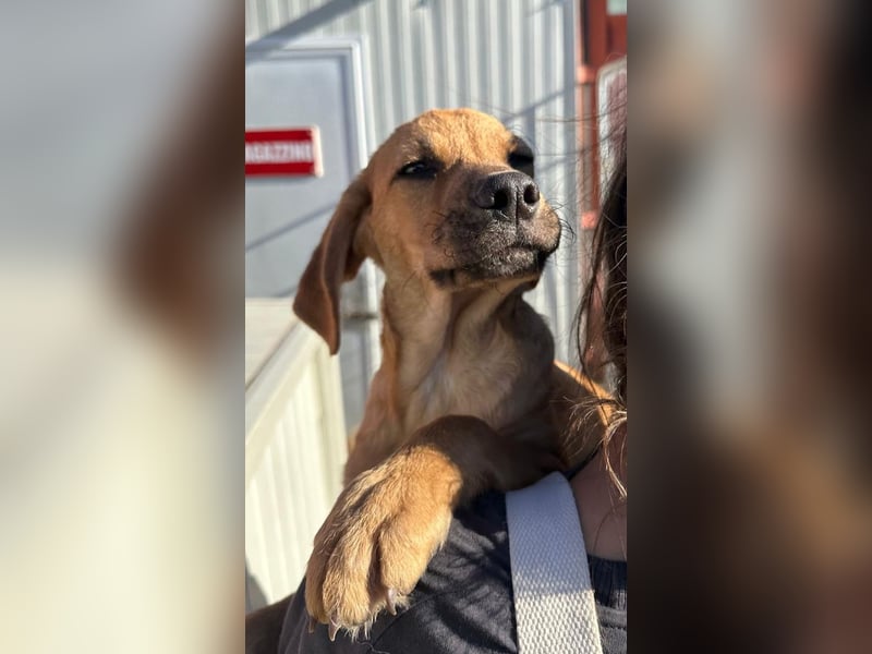Ruiu - Sonnenschein sucht Zuhause