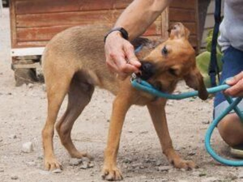 Garibaldi piccolo - kleines Hundekind