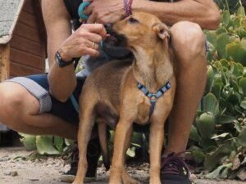 Garibaldi piccolo - kleines Hundekind
