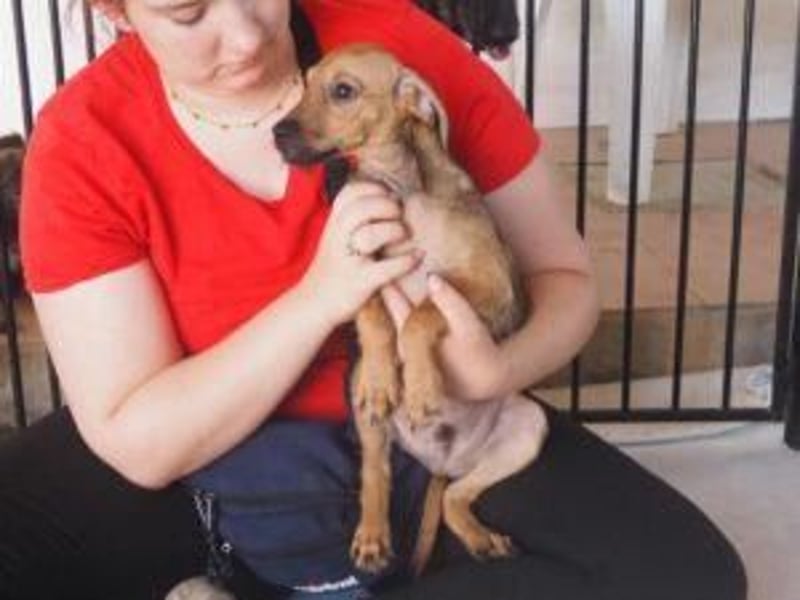 Garibaldi piccolo - kleines Hundekind