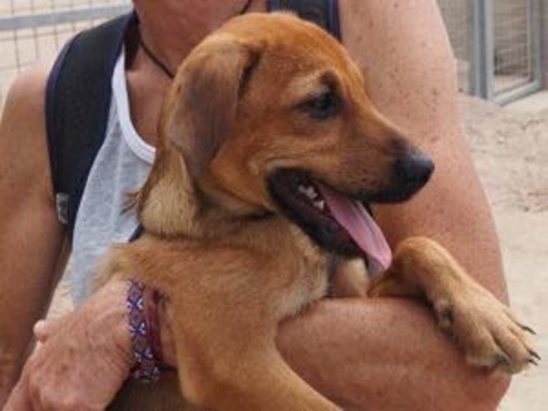 Garibaldi piccolo - kleines Hundekind