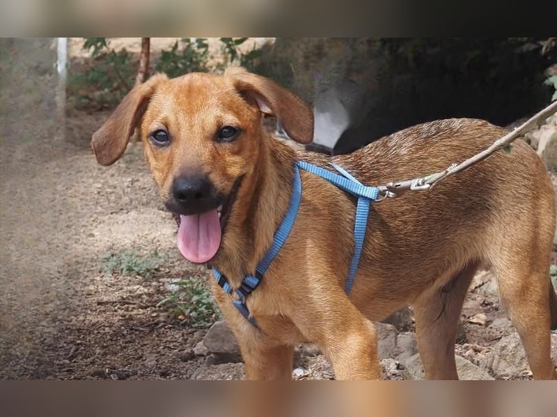 Garibaldi piccolo - kleines Hundekind