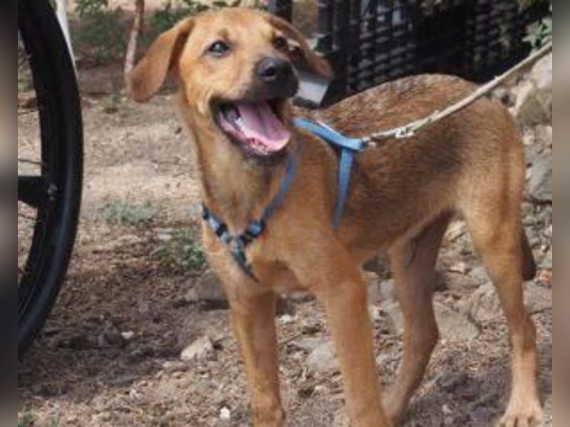Garibaldi piccolo - kleines Hundekind