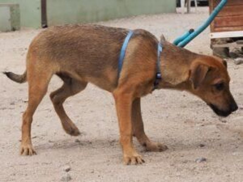 Garibaldi piccolo - kleines Hundekind