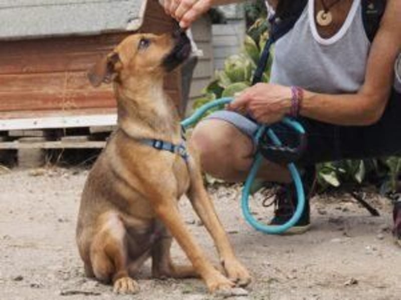 Garibaldi piccolo - kleines Hundekind