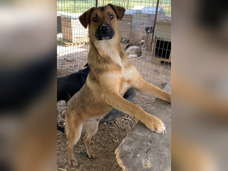 Drew, geb. ca. 05/2020, lebt in GRIECHENLAND auf einem Gelände, auf dem die Hunde notdürftig versorg
