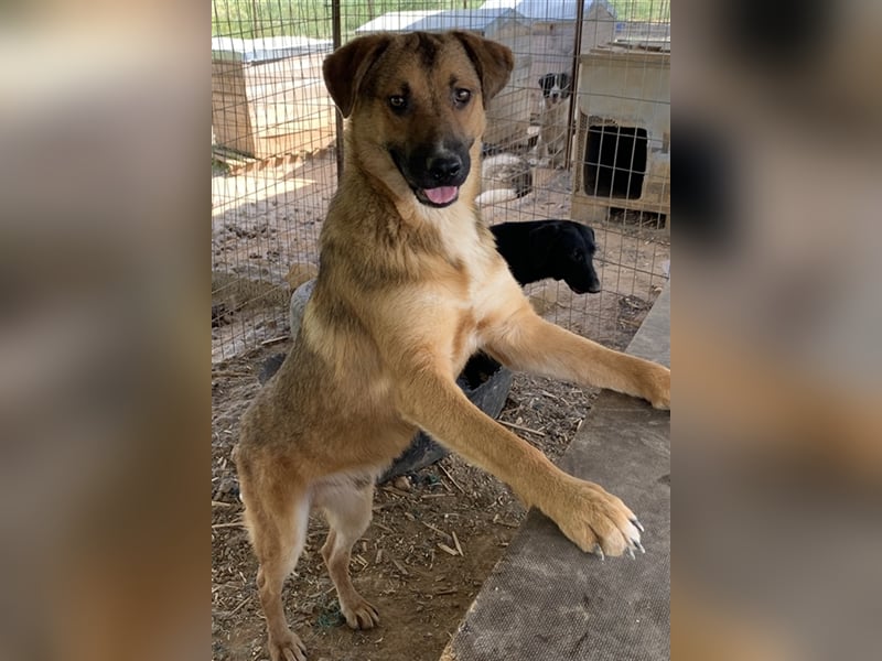 Drew, geb. ca. 05/2020, lebt in GRIECHENLAND auf einem Gelände, auf dem die Hunde notdürftig versorg