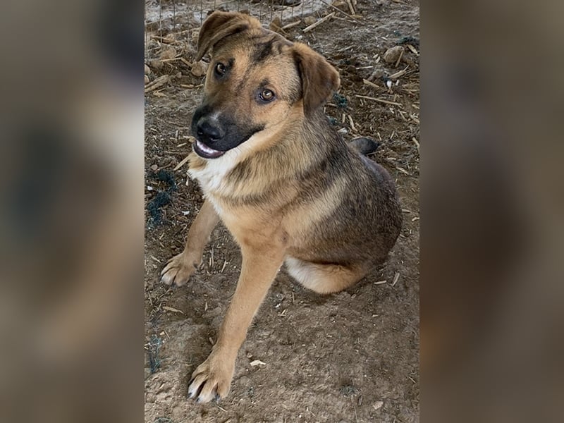 Drew, geb. ca. 05/2020, lebt in GRIECHENLAND auf einem Gelände, auf dem die Hunde notdürftig versorg