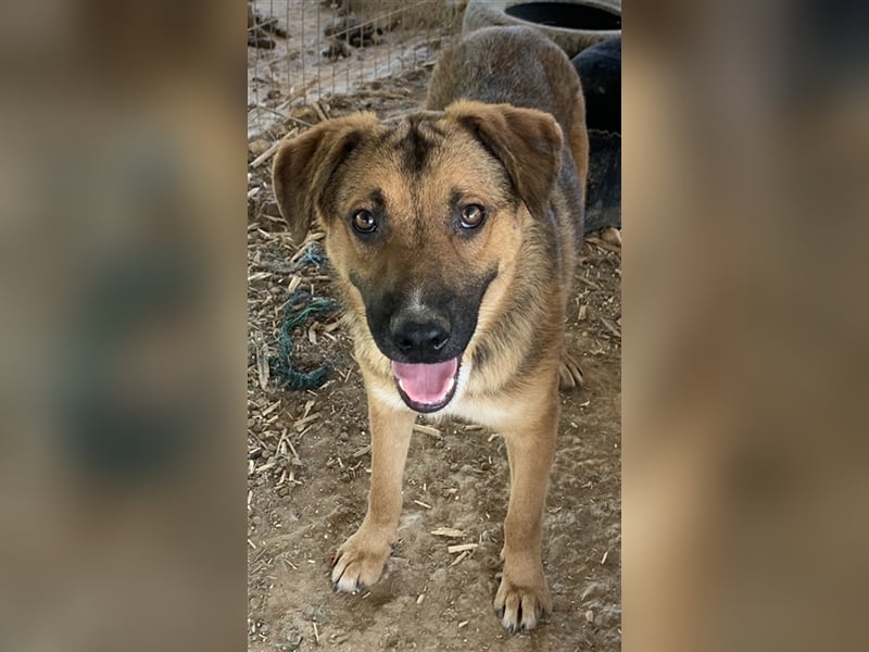 Drew, geb. ca. 05/2020, lebt in GRIECHENLAND auf einem Gelände, auf dem die Hunde notdürftig versorg