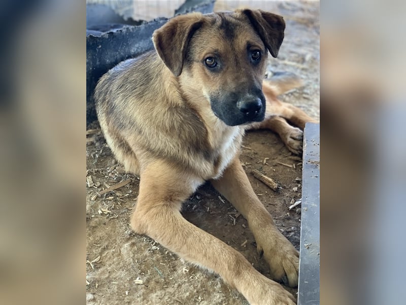 Drew, geb. ca. 05/2020, lebt in GRIECHENLAND auf einem Gelände, auf dem die Hunde notdürftig versorg