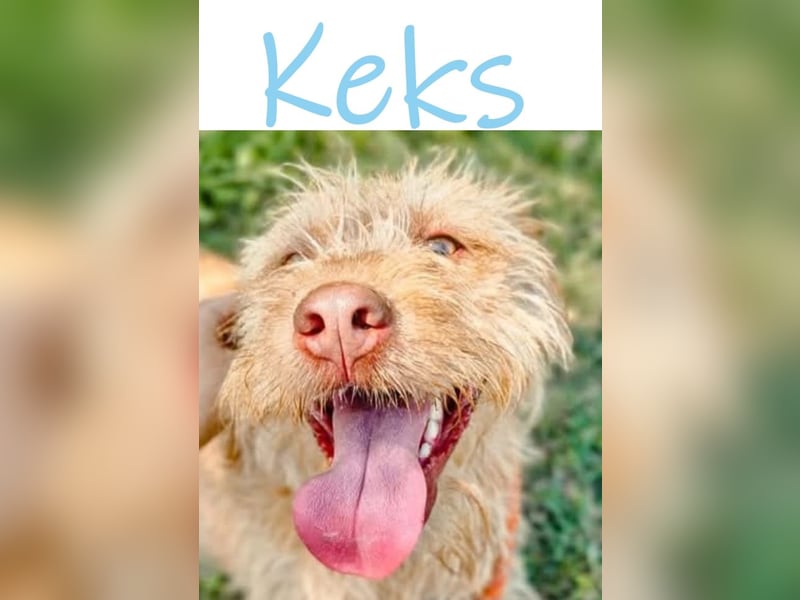 Keks, der kleine Wuschelmann sucht Familie