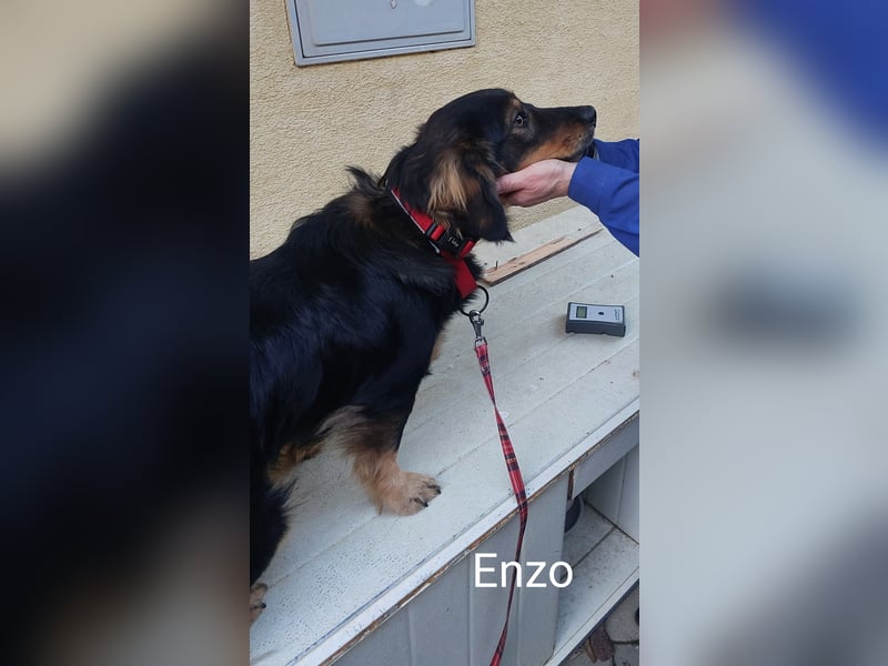 als Welpe so süß, erwachsen chancenlos? Kleiner Lorenzo auf der Suche