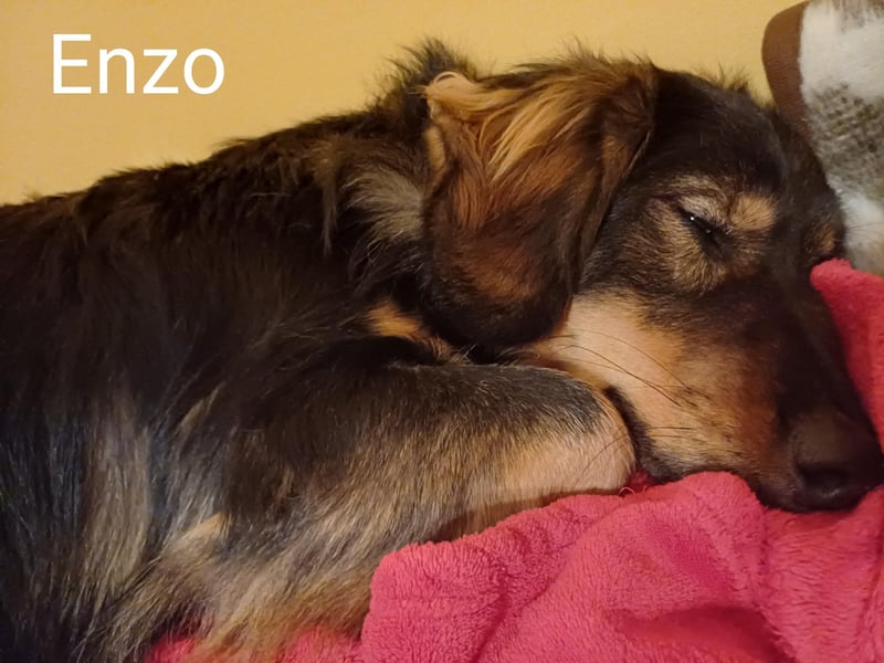 als Welpe so süß, erwachsen chancenlos? Kleiner Lorenzo auf der Suche