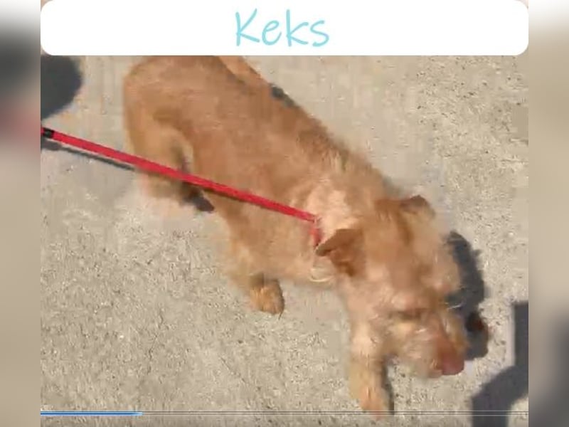 Keks, der kleine Wuschelmann sucht Familie