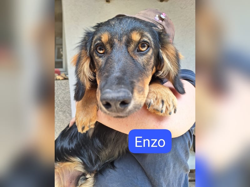 als Welpe so süß, erwachsen chancenlos? Kleiner Lorenzo auf der Suche