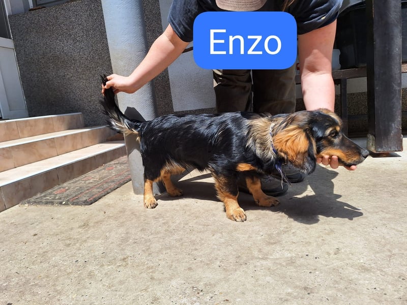 als Welpe so süß, erwachsen chancenlos? Kleiner Lorenzo auf der Suche
