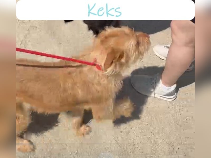 Keks, der kleine Wuschelmann sucht Familie
