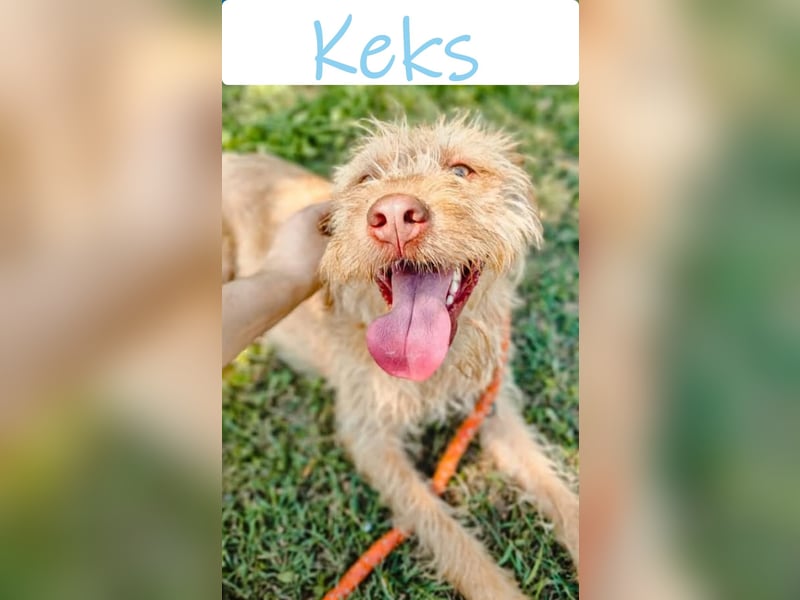 Keks, der kleine Wuschelmann sucht Familie
