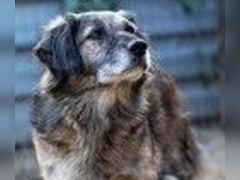Pufi sucht ein ruhiges Zuhause