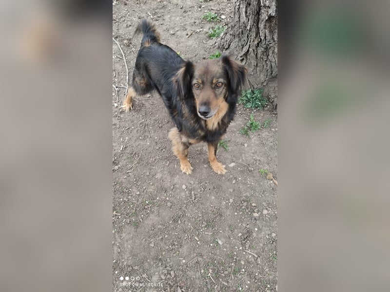 Rexon sucht ein Zuhause