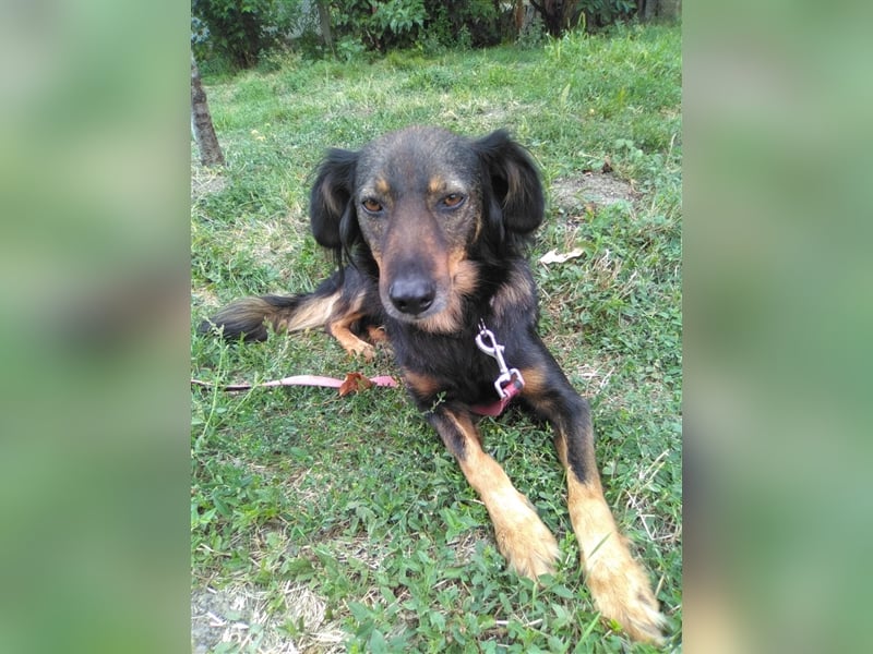 Rexon sucht ein Zuhause