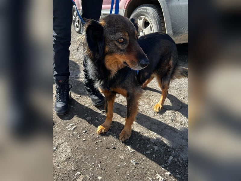 Rexon sucht ein Zuhause