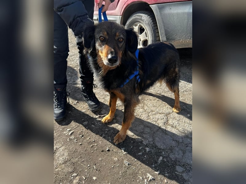 Rexon sucht ein Zuhause