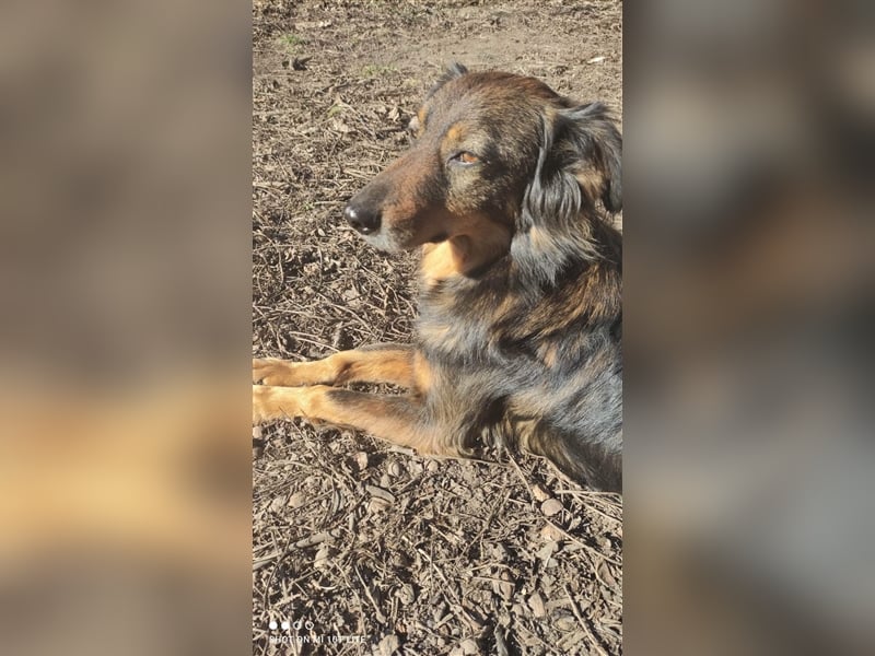 Rexon sucht ein Zuhause
