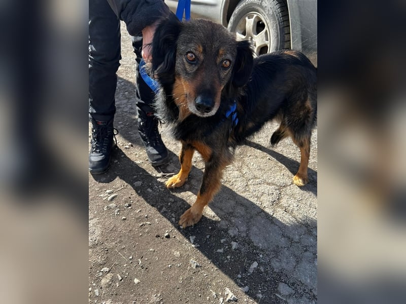 Rexon sucht ein Zuhause