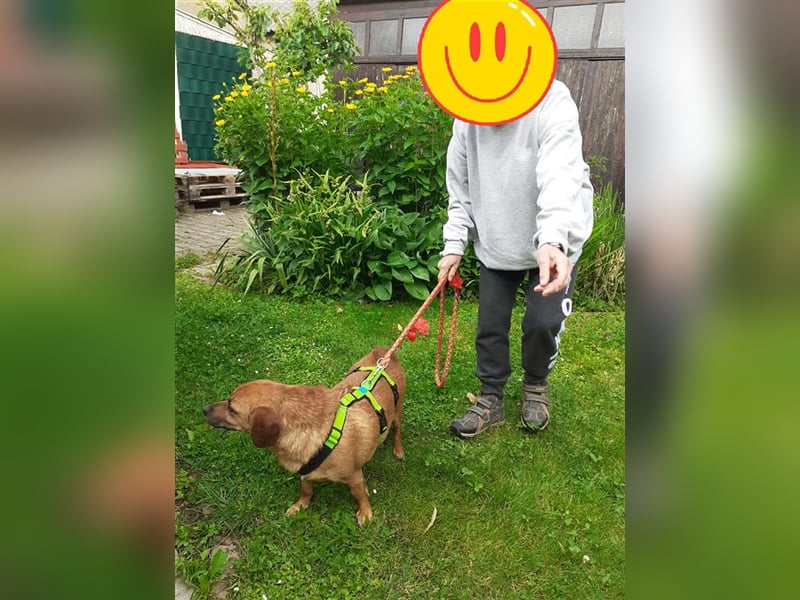 Kleiner Kämpfer Cracanel