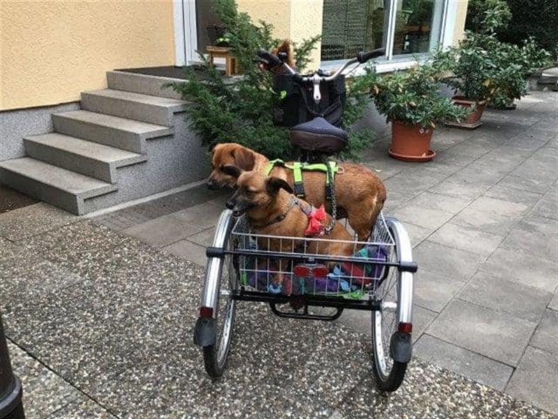 Kleiner Kämpfer Cracanel