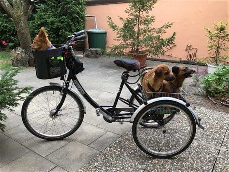 Kleiner Kämpfer Cracanel