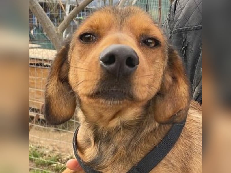 *Reserviert* Billy - zart und liebenswert mit Handicap
